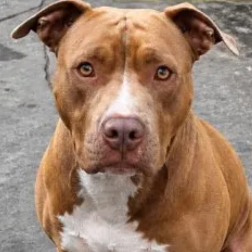 perdido Macho american pit bull cafe