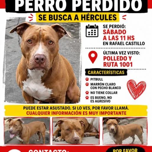 perdido Macho american pit bull cafe