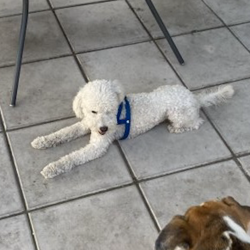 perdido Macho blanco