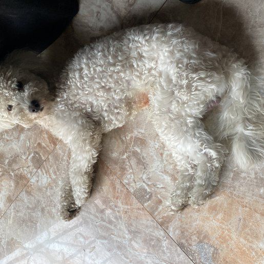 perdido Macho blanco