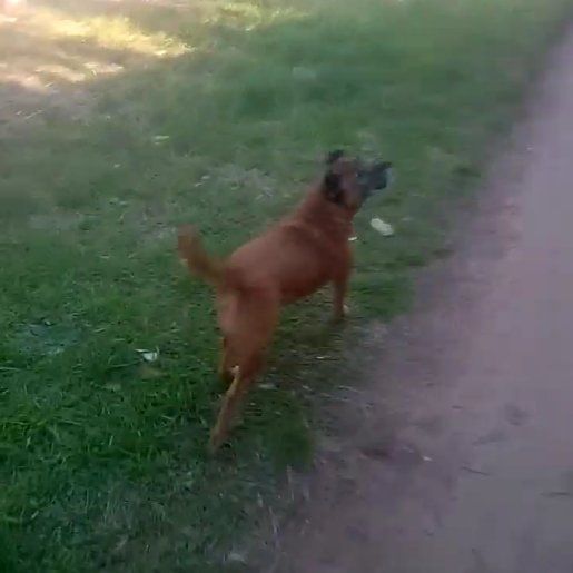 perdido Macho boxer beagle mix cafe