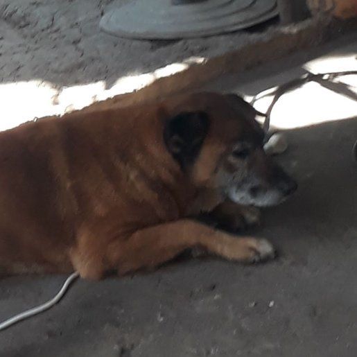 perdido Macho boxer beagle mix cafe