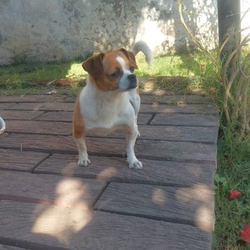 perdido Hembra blanco