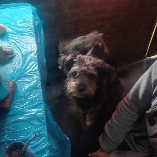 perdido Hembra gris