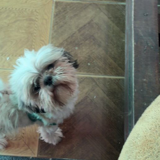 perdido Macho shih tzu cafe