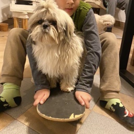 perdido Macho shih tzu cafe