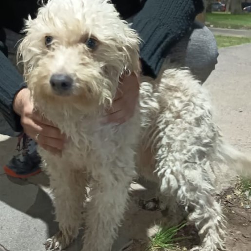 visto Macho cockapoo blanco