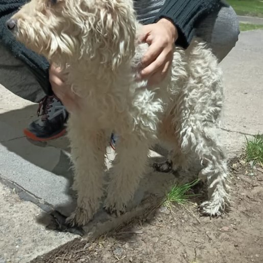 visto Macho cockapoo blanco
