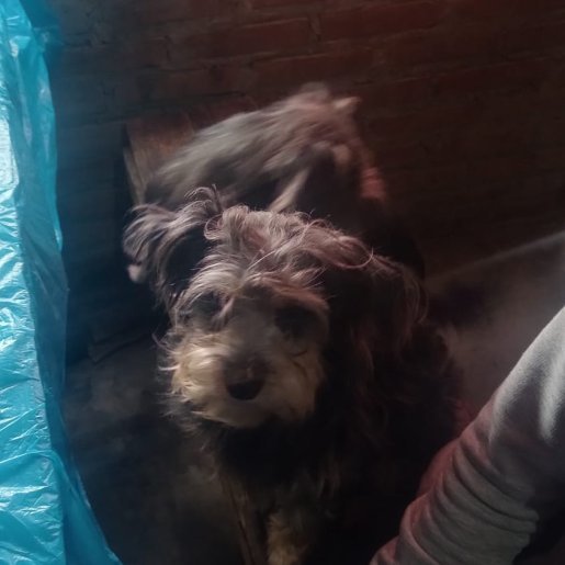 perdido Hembra gris