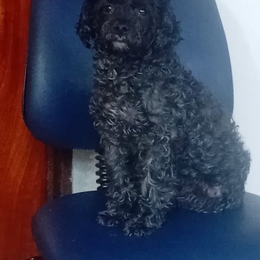 perdido Hembra cross negro