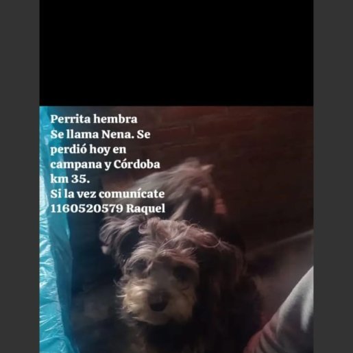 perdido Hembra gris