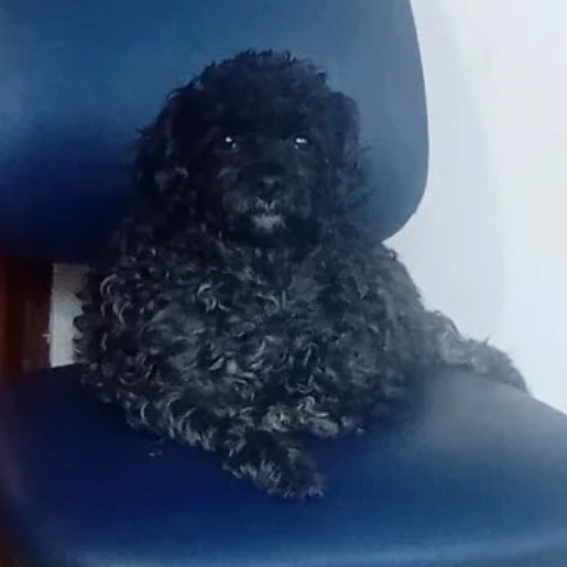 perdido Hembra cross negro