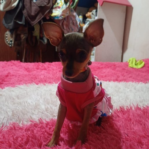 perdido Hembra dachshunds cafe