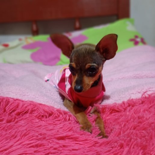 perdido Hembra dachshunds cafe