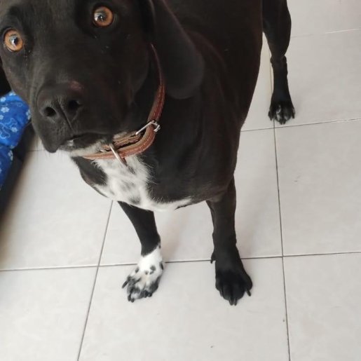 visto Hembra labrador retriever negro
