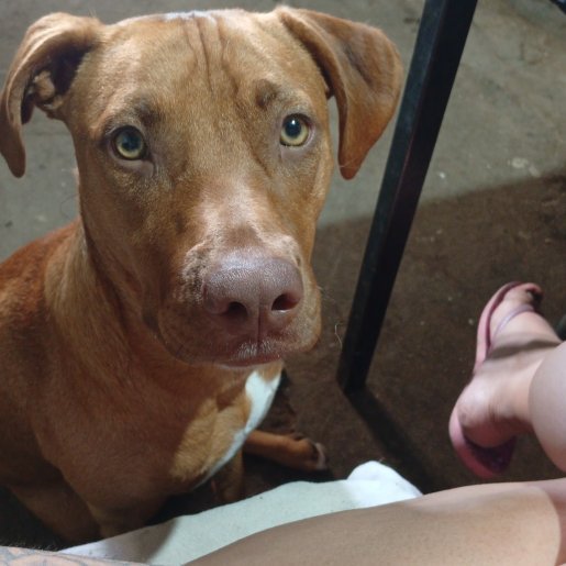perdido Hembra bull terrier cafe