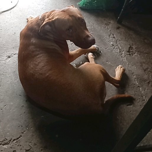 perdido Hembra bull terrier cafe