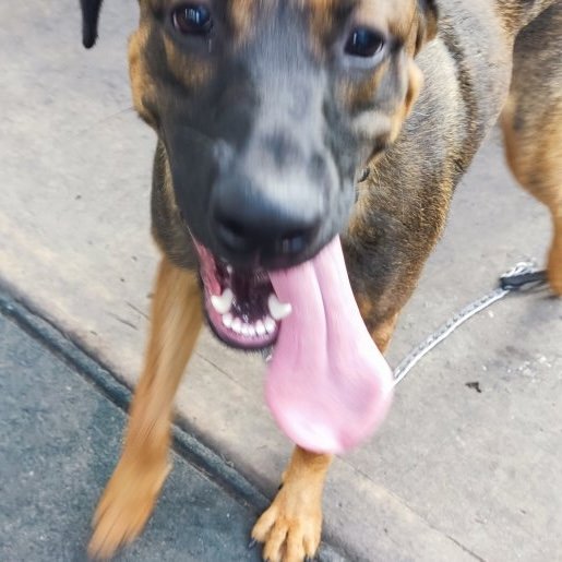 visto Macho german shepherd cafe