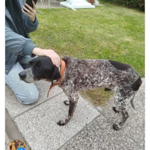 perdido Macho german shorthaired pointer negro