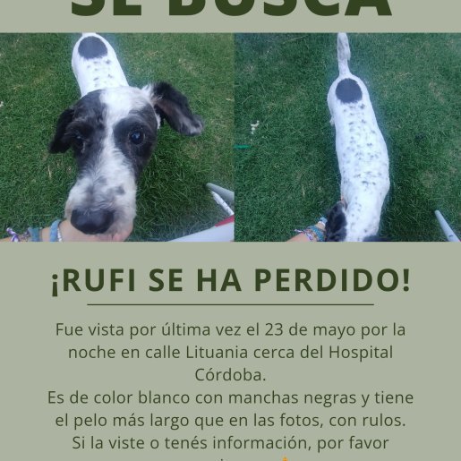 perdido Hembra blanco