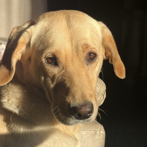 perdido Hembra labrador retriever cafe