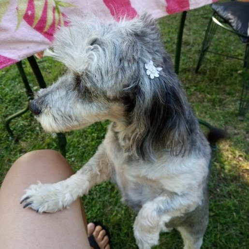 perdido Hembra miniature schnauzer gris