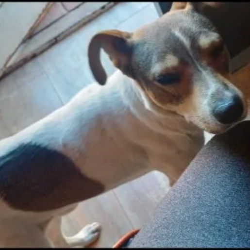 perdido Macho boxer beagle mix blanco