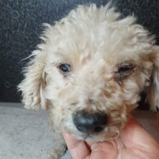 visto Macho cockapoo cafe