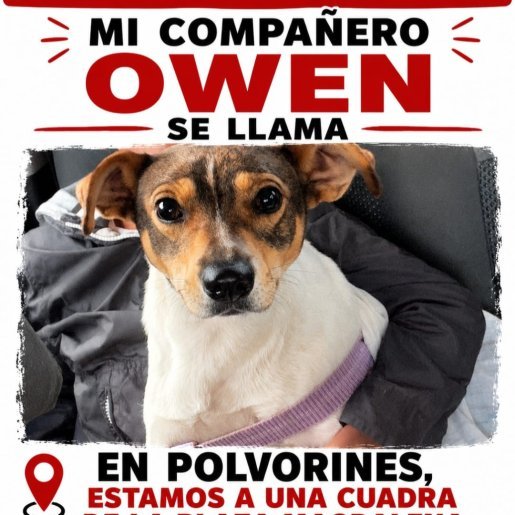 perdido Macho boxer beagle mix blanco