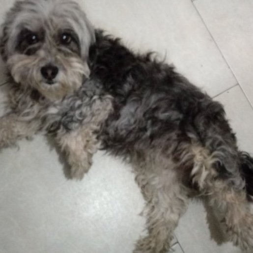 perdido Hembra miniature schnauzer gris