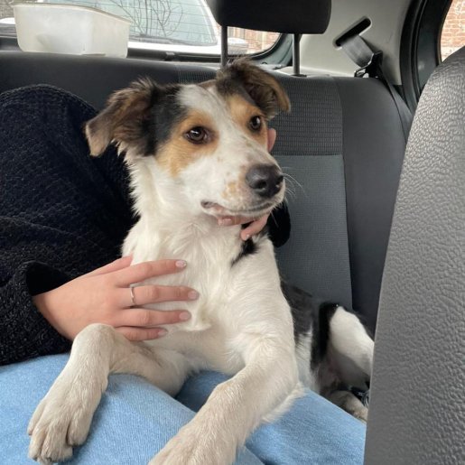 visto Hembra border collie blanco
