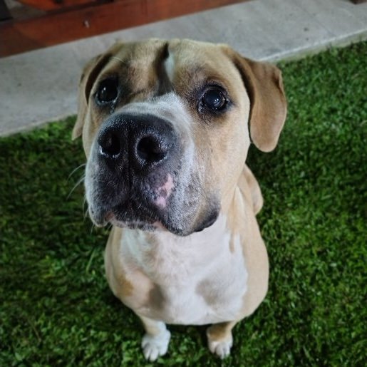 perdido Macho american pit bull blanco