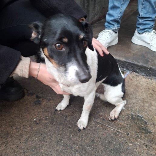 visto Macho russell terrier blanco
