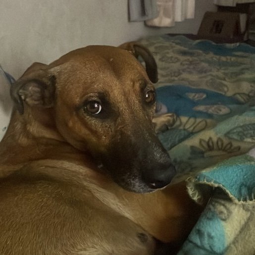 perdido Hembra boxer beagle mix cafe