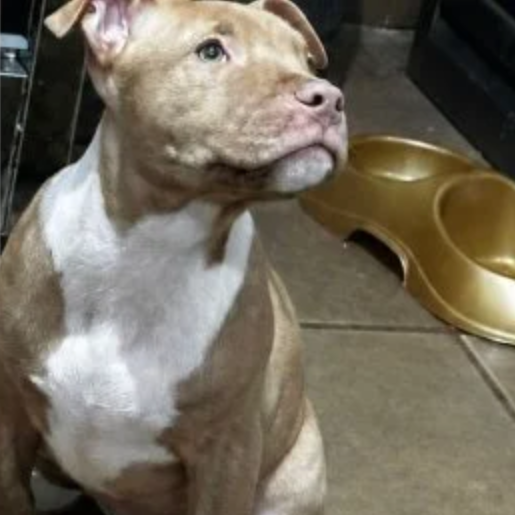perdido Macho american pit bull cafe