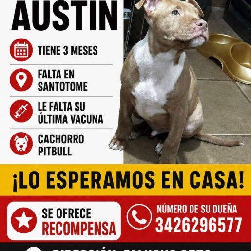 perdido Macho american pit bull cafe