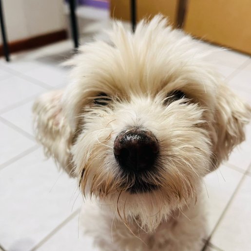 perdido Hembra shih tzu blanco
