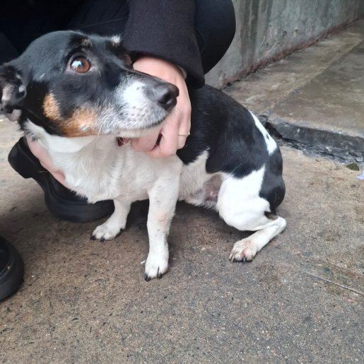 visto Macho russell terrier blanco