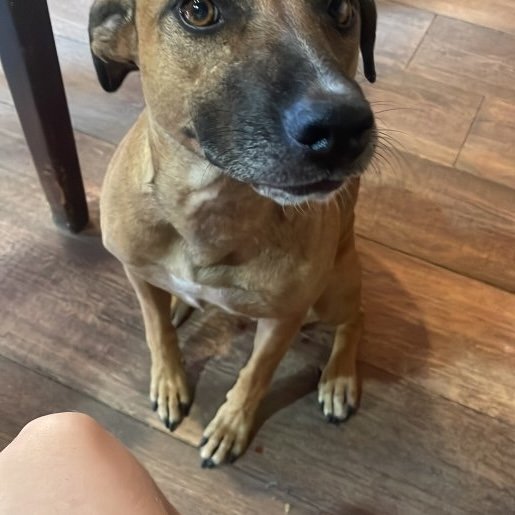 perdido Hembra boxer beagle mix cafe