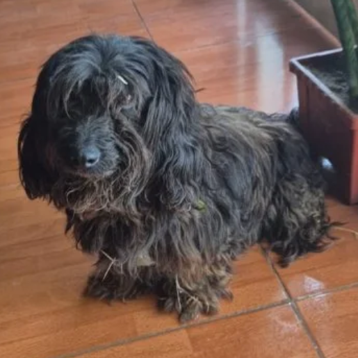 visto affenpinscher negro