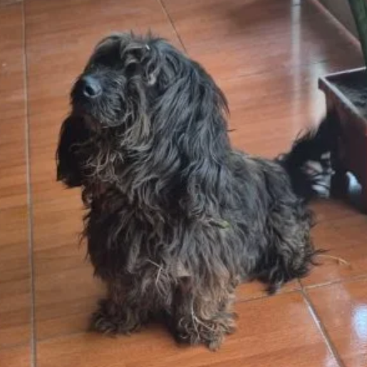 visto Macho affenpinscher negro