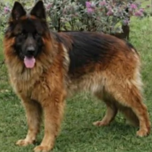 perdido german shepherd cafe