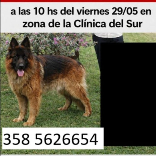 perdido Macho german shepherd cafe