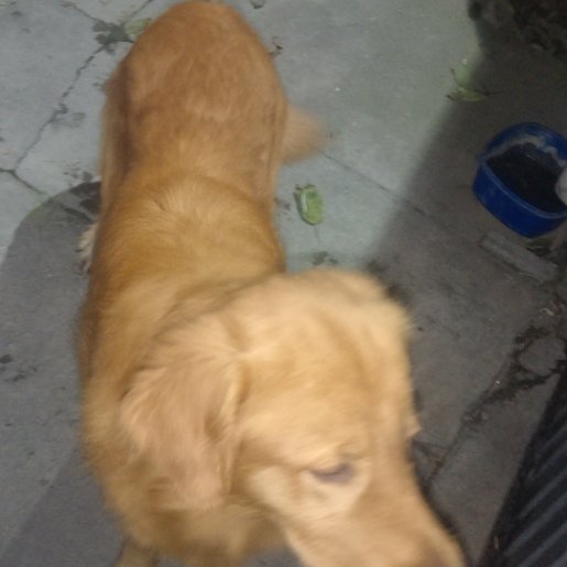 visto Macho golden retriever cafe