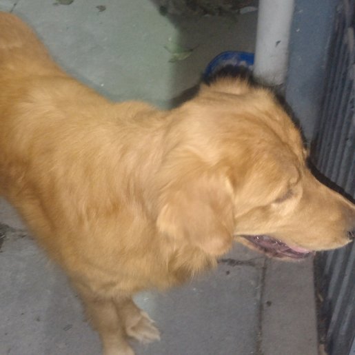 visto golden retriever cafe