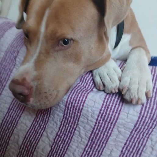 perdido american pit bull cafe