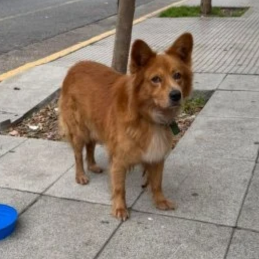 visto finnish spitz cafe