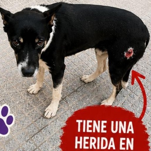 perdido Macho dorkie negro