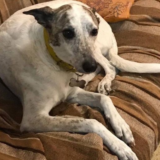 perdido whippet blanco