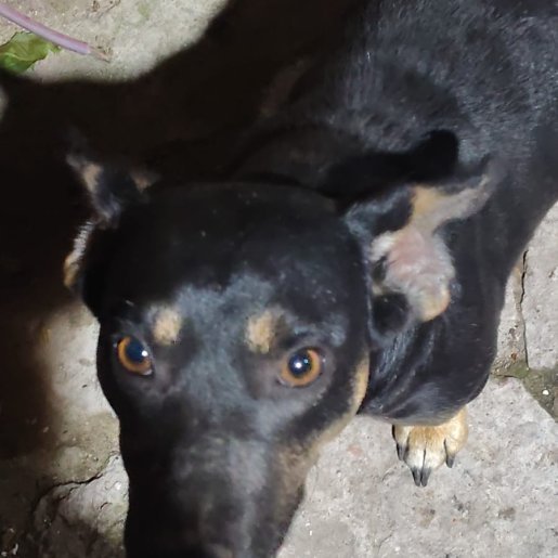 perdido Macho negro